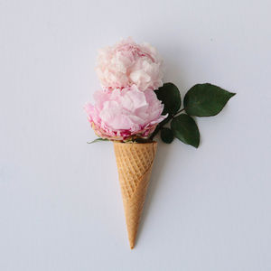 Close-up of pink flowers against white background