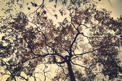 Low angle view of trees against sky