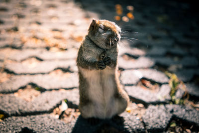 Close-up of an animal sitting on wall