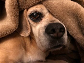 Close-up portrait of dog with brown blanket