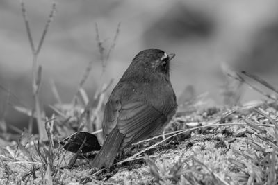 Close-up of bird perching on grass