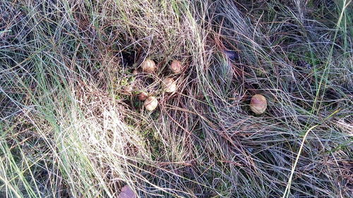 Close-up of grass on field