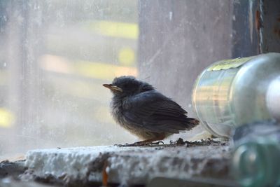 Close-up of bird perching on wet glass