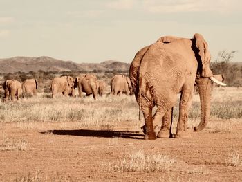 Elephant in a field