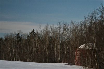 Trees on snow covered field against sky