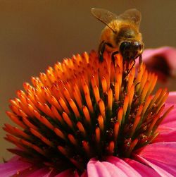 Close-up of insect on pink flower