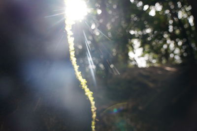 Low angle view of sunlight streaming through trees in forest