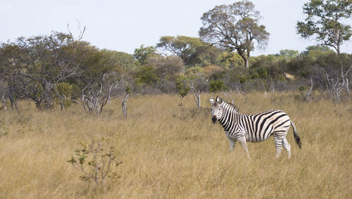 Zebra standing in a field