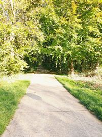 Road along trees on landscape