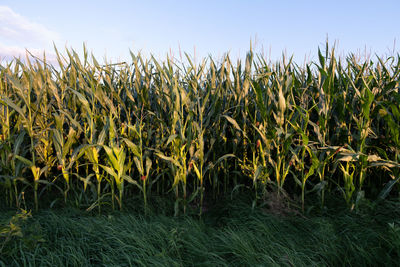 Crops growing on field against sky