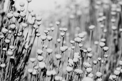 Full frame shot of plants