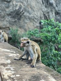 Monkey sitting on rock