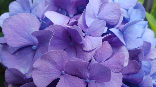 Close-up of purple hydrangea blooming outdoors