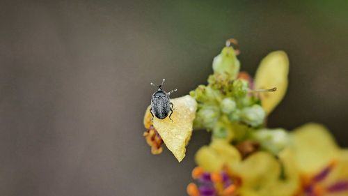 Insect fly on flower