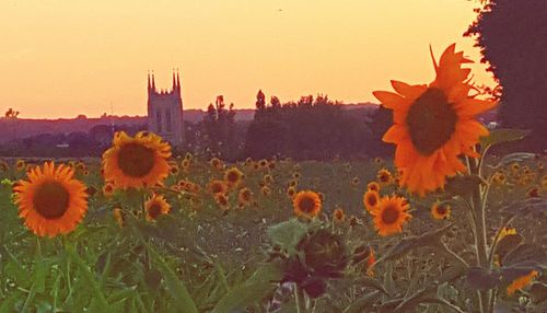 Close-up of sunflower blooming in field