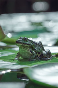 Close-up of frog on leaf