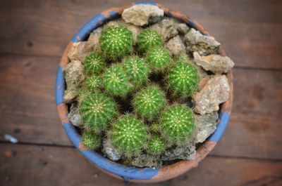 High angle view of succulent plant on table