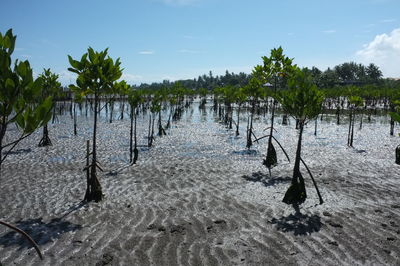 Panoramic view of trees on landscape against sky