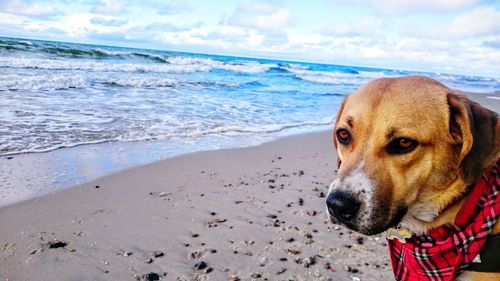 Close-up portrait of dog on beach against sky