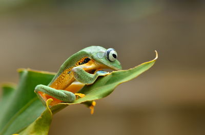 Green flying frog on leaf