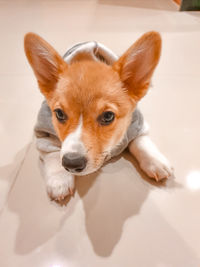 High angle portrait of dog on floor at home