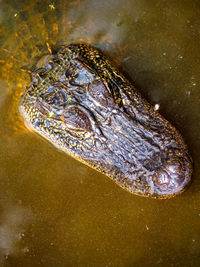 Close-up of turtle in water