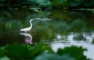 Swan on lake