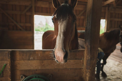 Horses standing in stable