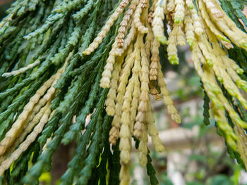Close-up of rope tied plant