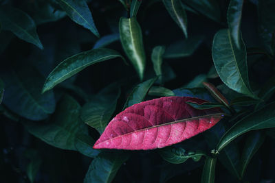 Close-up of leaves on plant