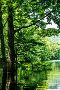 Trees by lake in forest