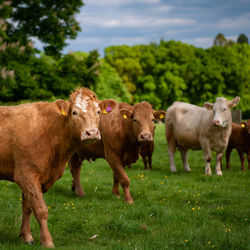 Cows standing in a field