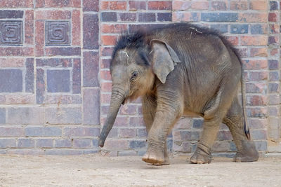 Side view of elephant standing against wall in zoo