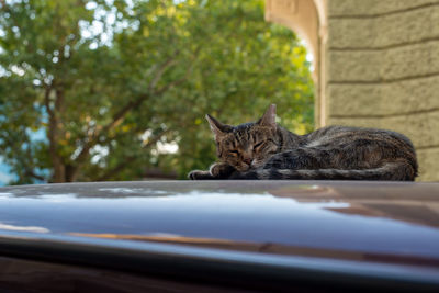 Cat sleeping in a car