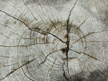 Full frame shot of tree stump