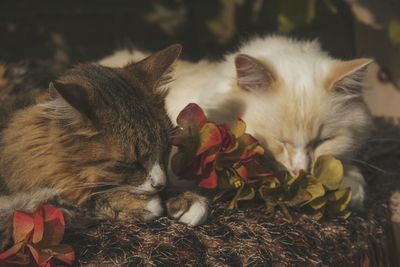 Close-up of a cat resting