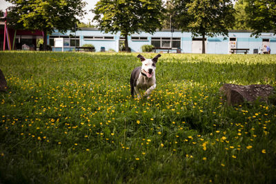 Dog in a field