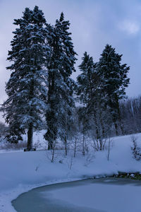 Trees on snow covered landscape