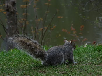 Close-up of squirrel on field