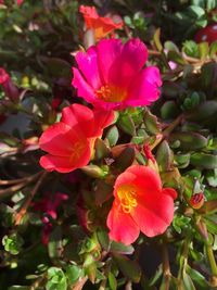 Close-up of hibiscus blooming outdoors