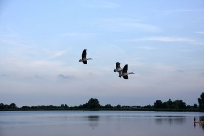 Birds flying over lake against sky