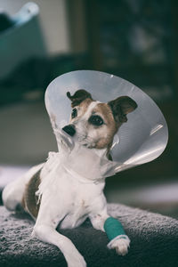 Dog with protective collar on bed at home