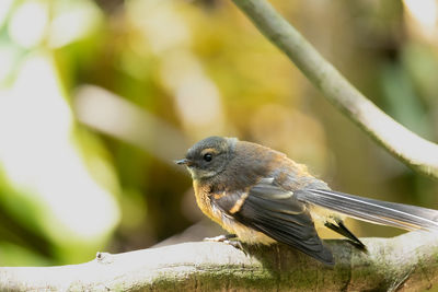 Fantail bird in the forest