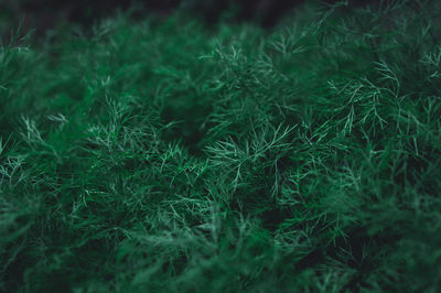 Full frame shot of grass on field