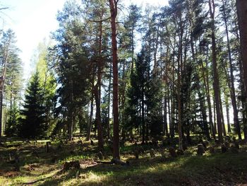 Low angle view of trees in forest against sky