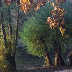 Trees by lake in forest during autumn