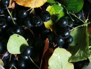 Close-up of black fruits