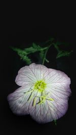 Close-up of white flower blooming against black background