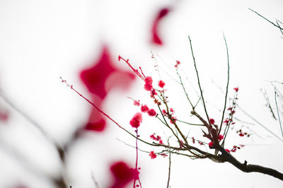 Low angle view of pink flowers blooming on tree