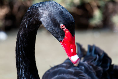 Close-up of black swan